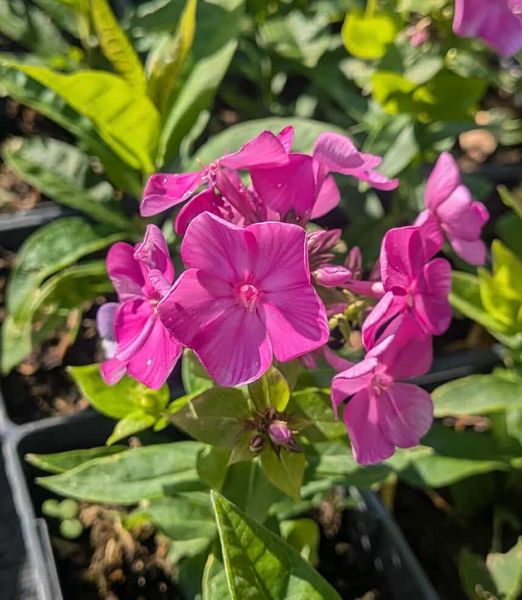 Phlox paniculata 'Famous Purple'